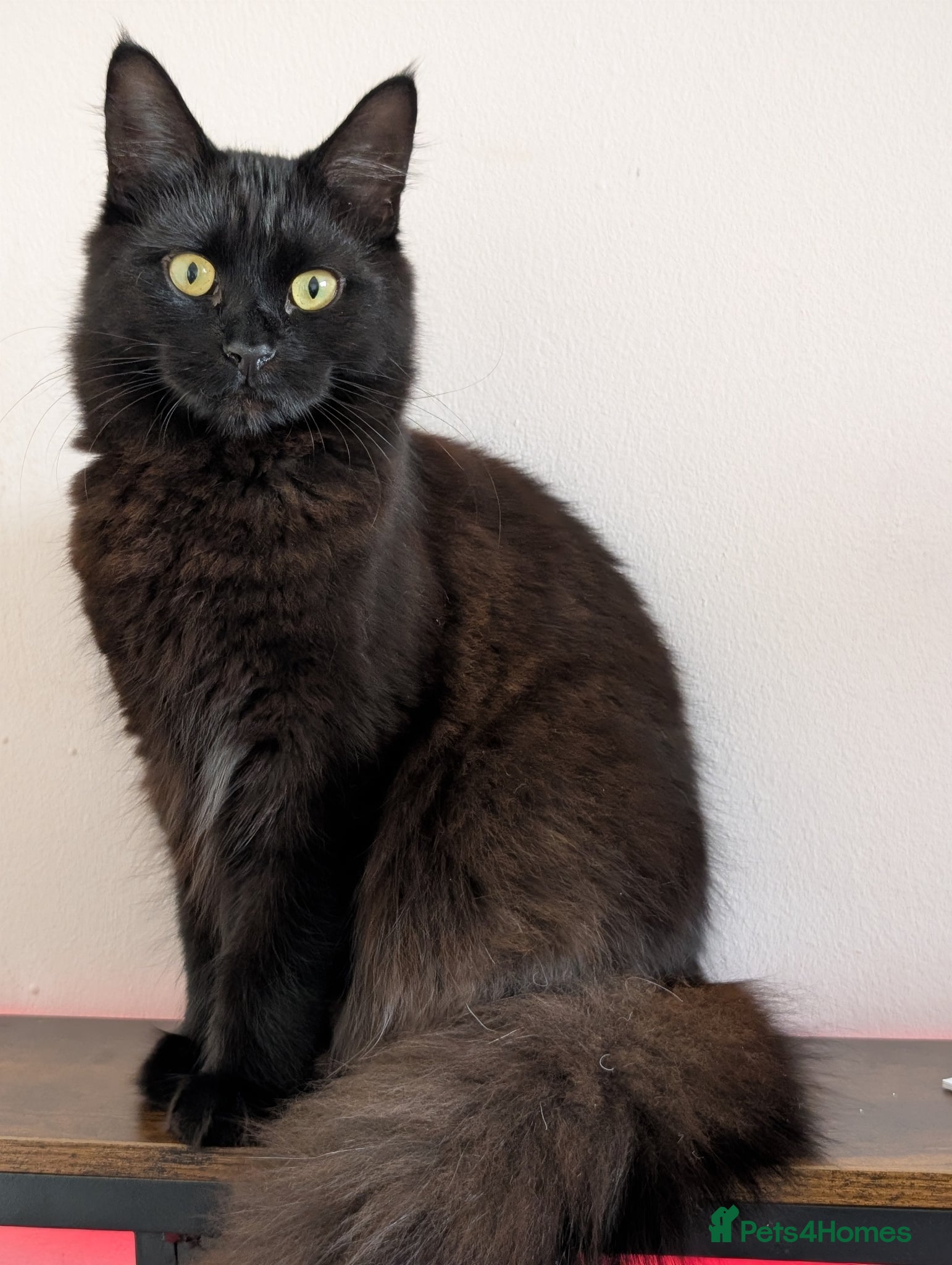 Mixed Breed cats Raven - Female, Main Coon mix - Advert 4