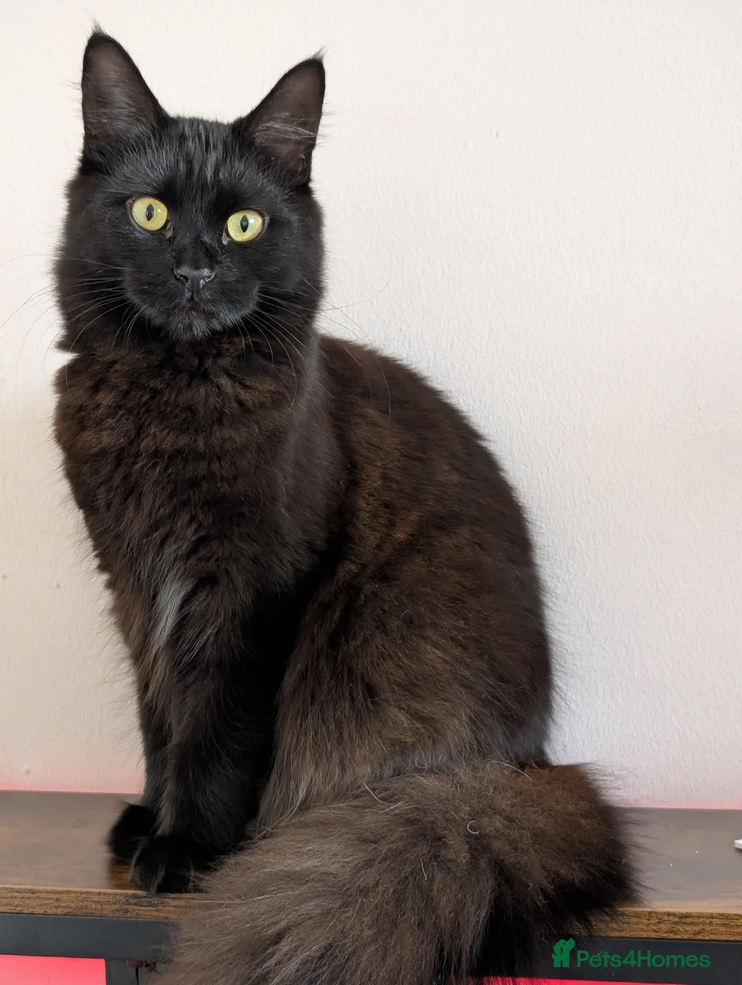 Mixed Breed cats for sale: Raven - Female, Main Coon mix - Advert 1