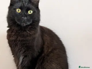 Mixed Breed cats Raven - Female, Main Coon mix - Advert 4