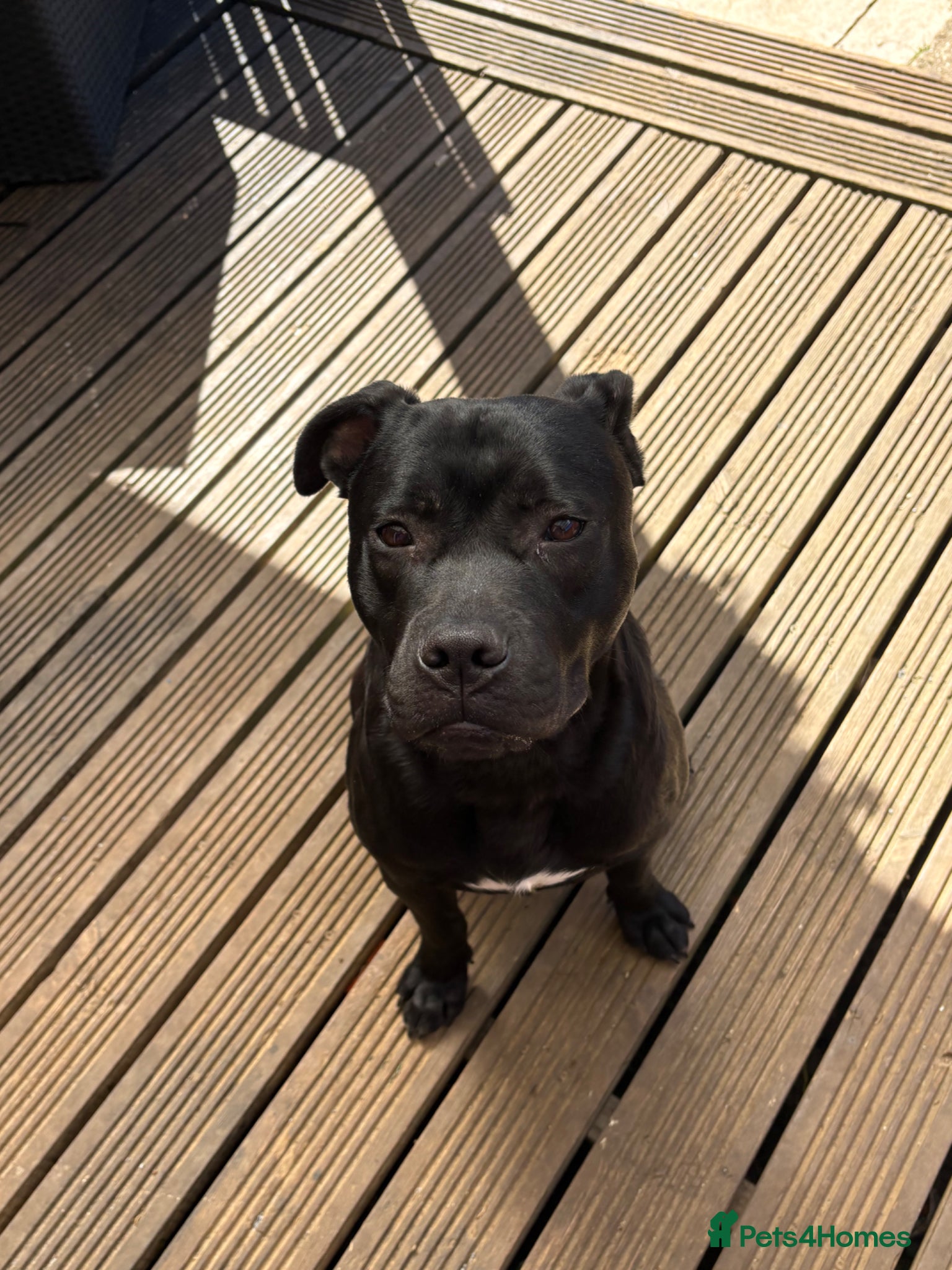 Staffordshire Bull Terrier dogs Staffy puppy - Advert 3