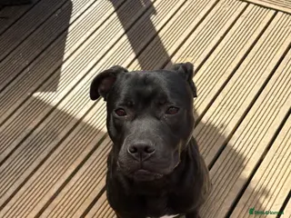 Staffordshire Bull Terrier dogs Staffy puppy - Advert 1