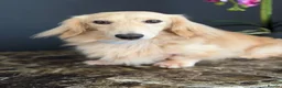 Miniature Dachshund dogs for stud: Cream Miniature Stud  - Advert 9