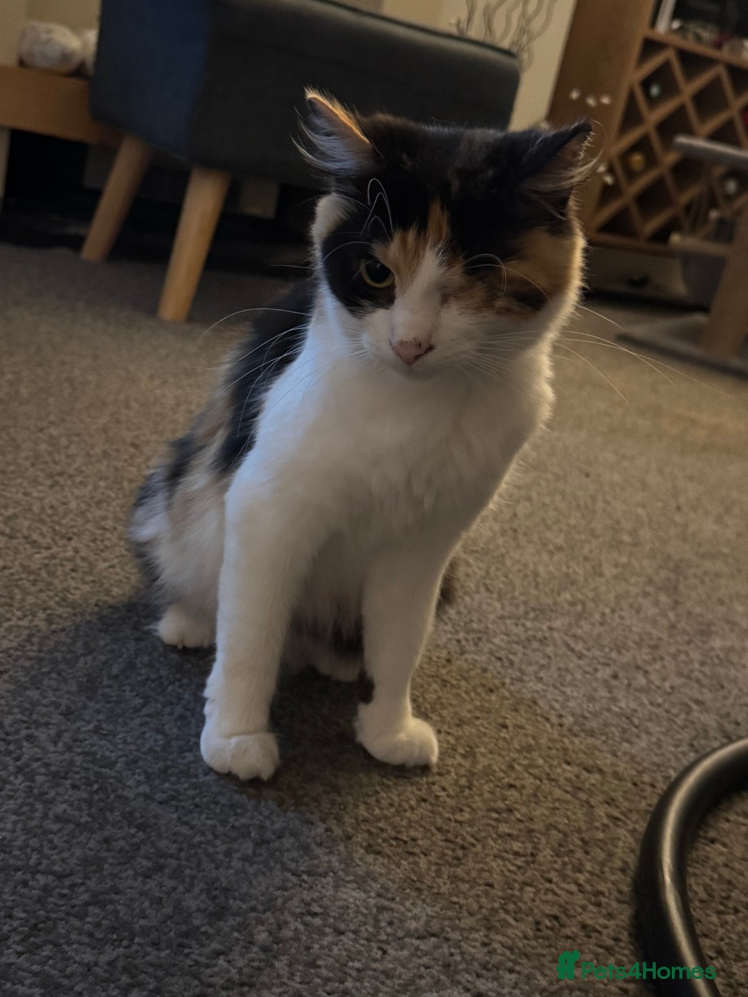 Mixed Breed cats for sale: 8 Weeks Old, Kittens for Sale - Advert 9