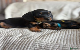 Dachshund dogs for sale: Dachshund  - Image 11