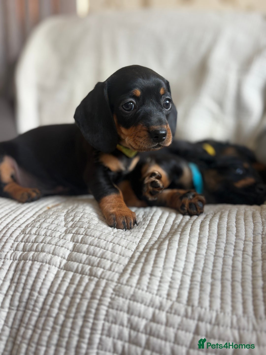 Dachshund dogs for sale: Dachshund  - Image 11
