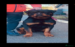 Rottweiler dogs for stud: Stunning KC registered fully health tested male   in Burnley - Image 5