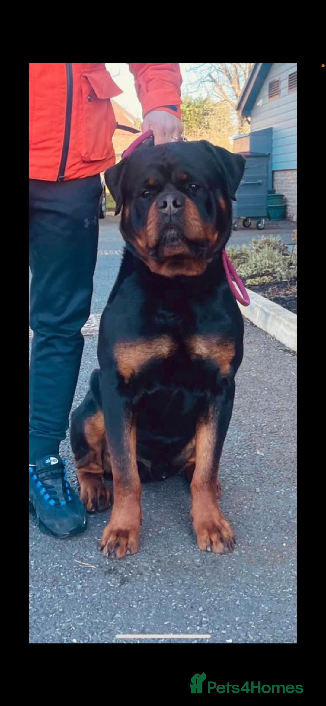 Rottweiler dogs for stud: Stunning KC registered fully health tested male   in Burnley - Image 5