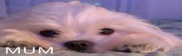 Maltese dogs for sale: Exclusive Maltese puppies for reserve! - Advert 8