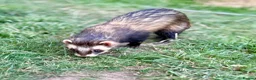 Ferret rodents for sale: Male Ferrets for Rehome Ozzy & Bandit  - Advert 5