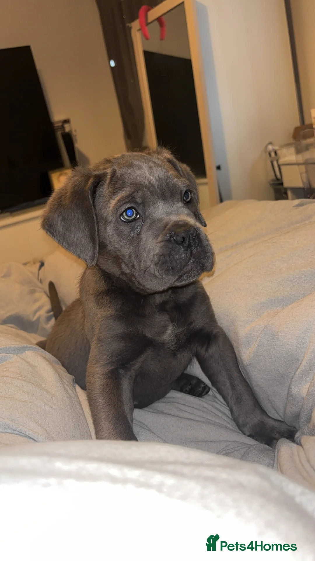 Cane Corso dogs for sale: One Blue Boy Cane Corso puppy 🐶💙 - Advert 1