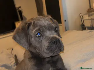 Cane Corso dogs One Blue Boy Cane Corso puppy 🐶💙 - Advert 5