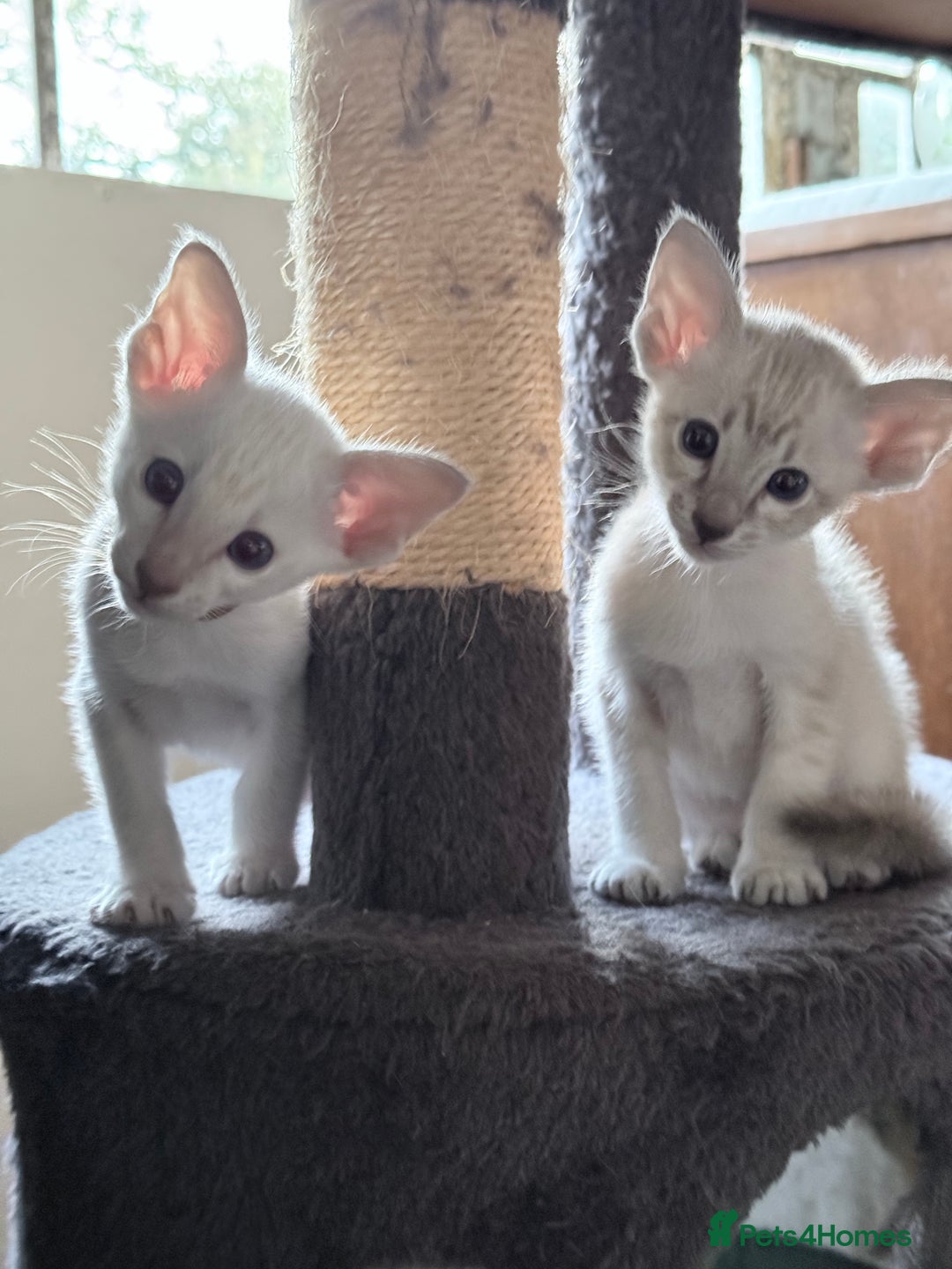 Siamese cats for sale: Cute Siamese babies - Advert 10