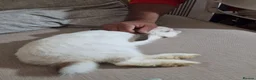 Mixed Breed rabbits for sale:  🐰Looking Forever loving Home for My prince kav💙 - Advert 7
