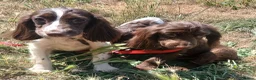English Springer Spaniel dogs for sale: LeeLee - Advert 17