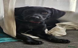 Springador dogs for sale: Springador male 6 months old.  - Image 5