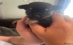 Chihuahua dogs for sale: Pure bred chihuahua pups for reserve - Image 13