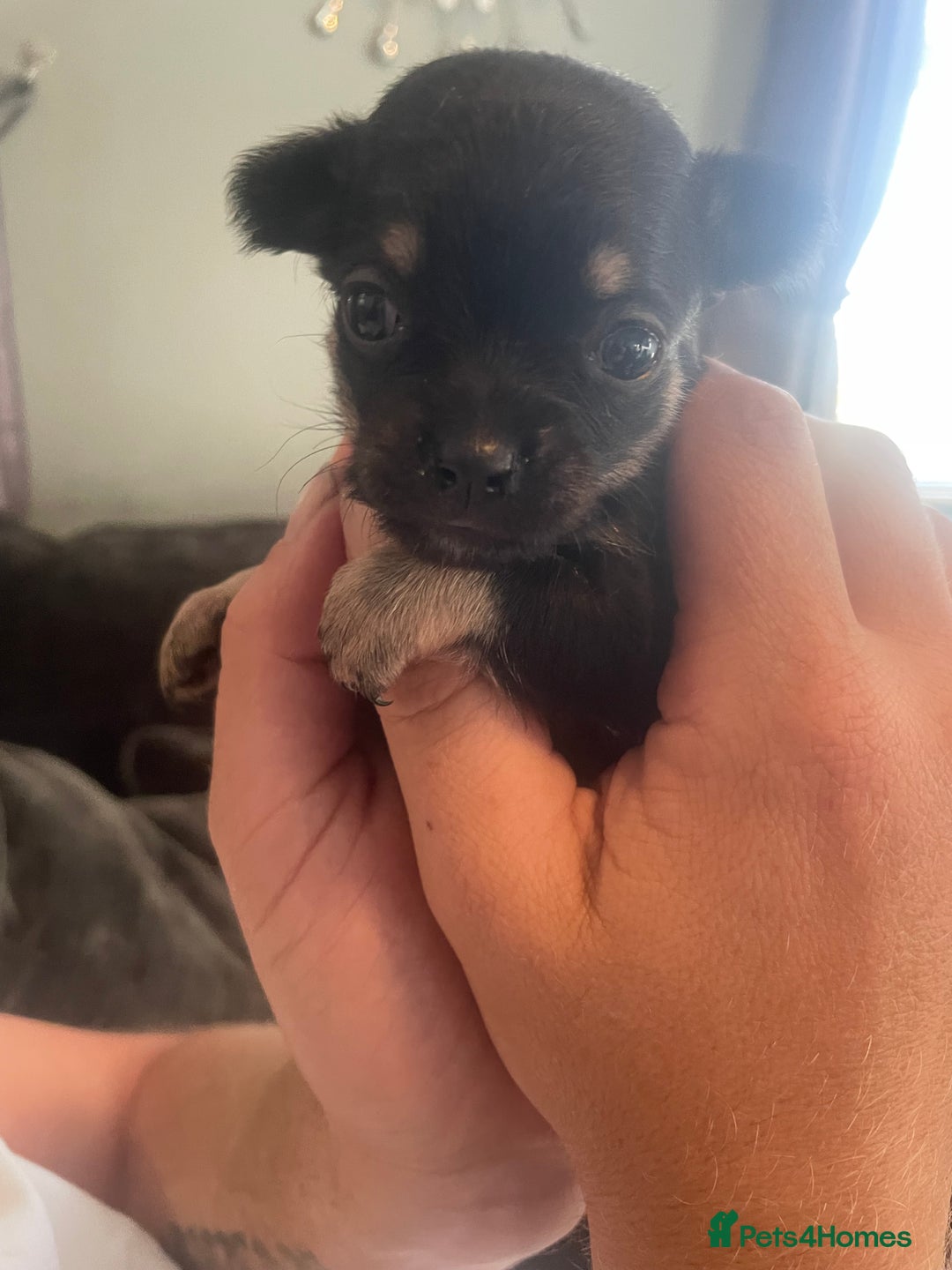Chihuahua dogs for sale: Pure bred chihuahua pups for reserve - Image 13