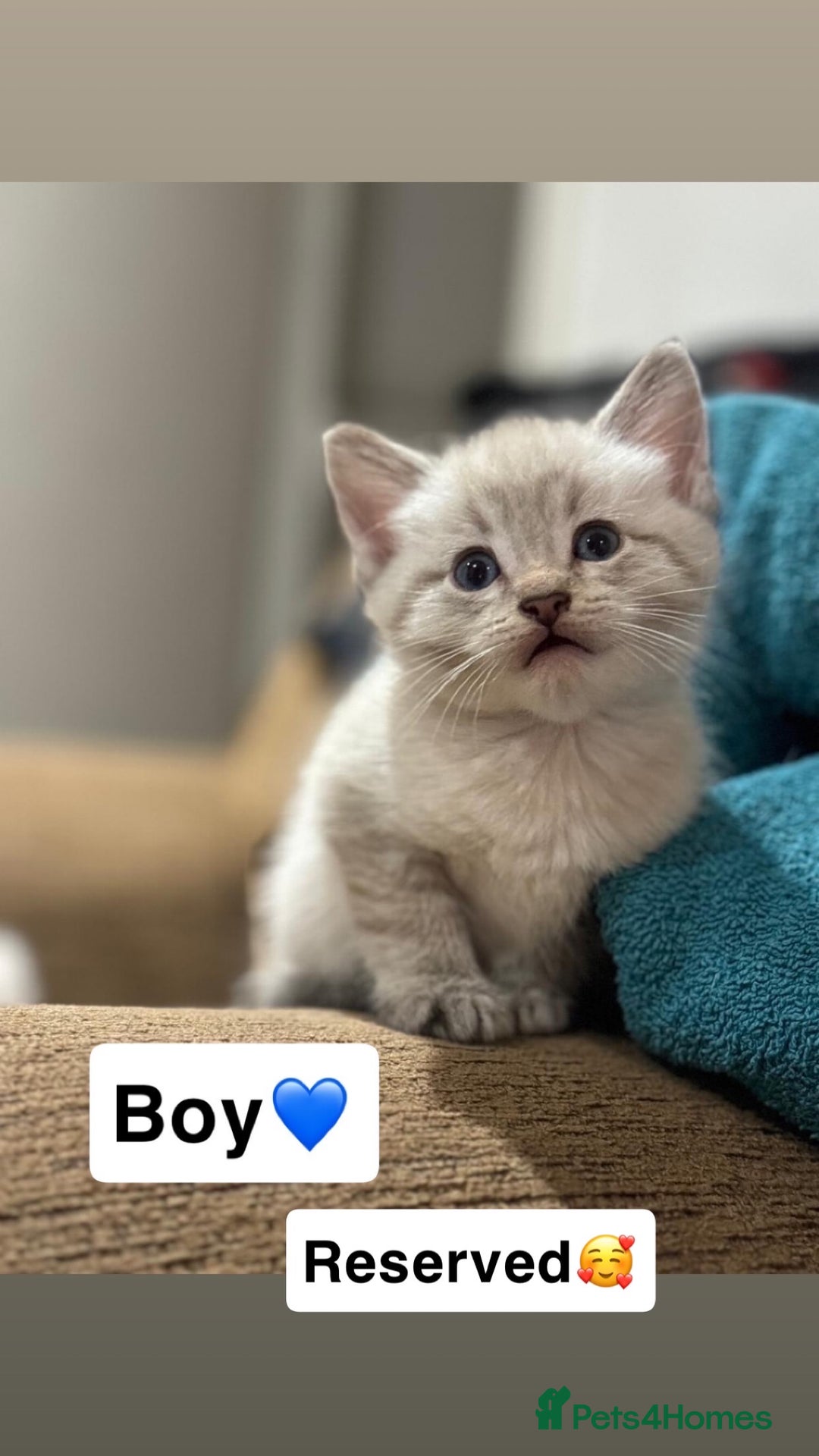 Mixed Breed cats for sale: Kittens for sale  - Advert 15