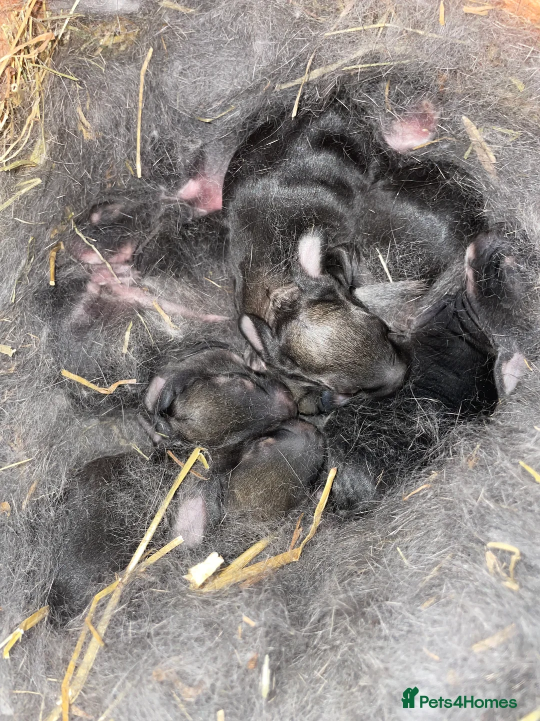 Continental Giant rabbits for sale: Continental / Flemish giant babies - Advert 1