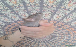 Rat rodents for sale: All rats have been reserved. - Image 16