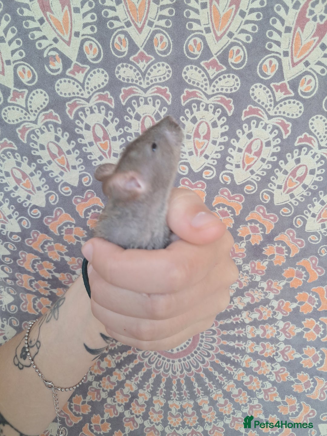 Rat rodents for sale: All rats have been reserved. - Image 16