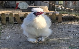 Chickens poultry for sale: Silkie Hatching eggs - Image 10