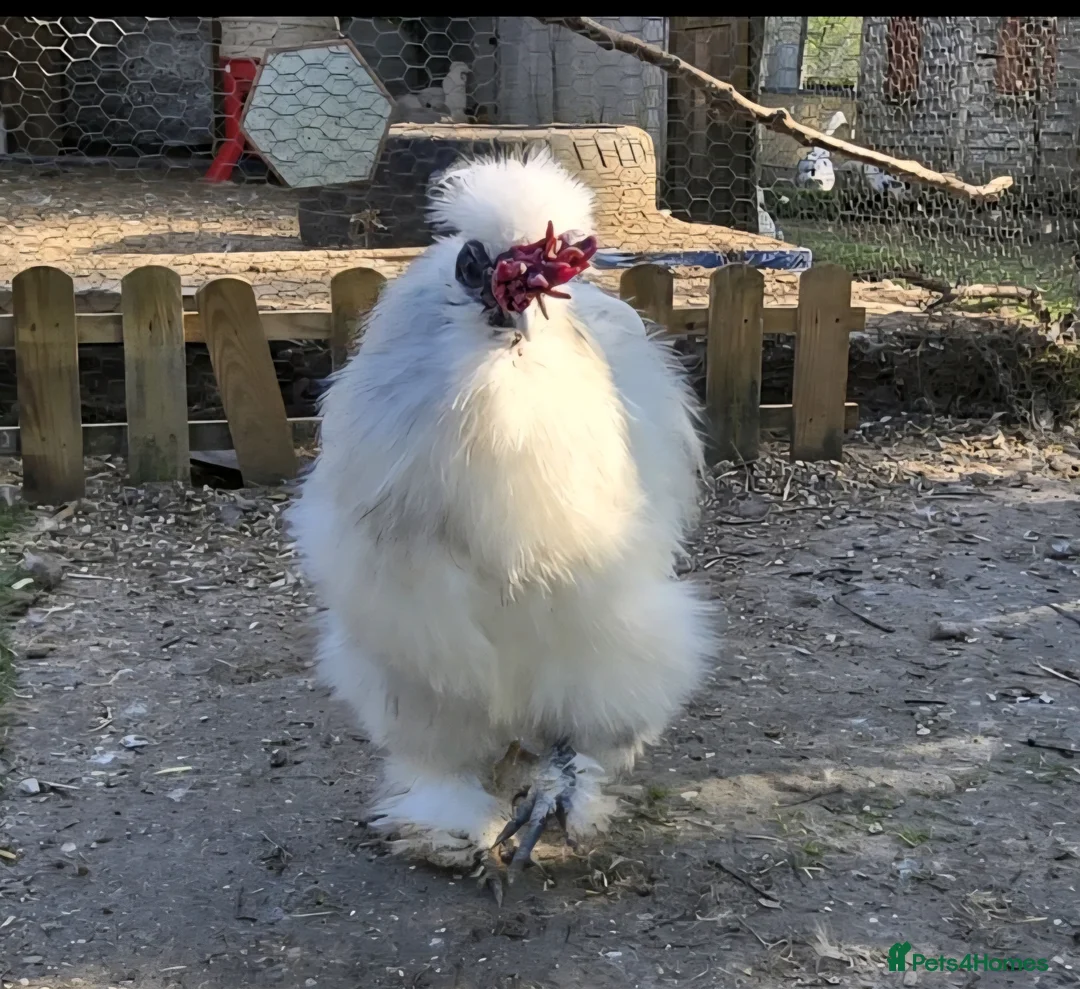 Chickens poultry for sale: Silkie Hatching eggs - Advert 10