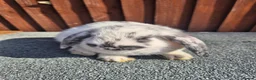Mini Lop rabbits for sale: 💙 last 3 boys ❤️  - Advert 8