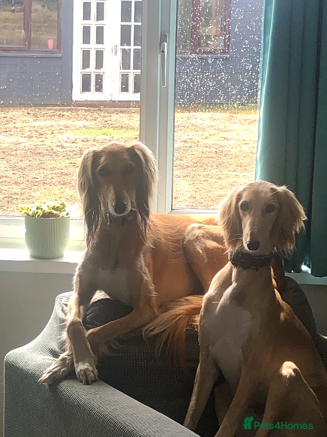 Saluki dogs for sale: Beautiful Saluki puppies Now Available - Advert 2