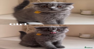 Scottish Fold cats - Advert 4