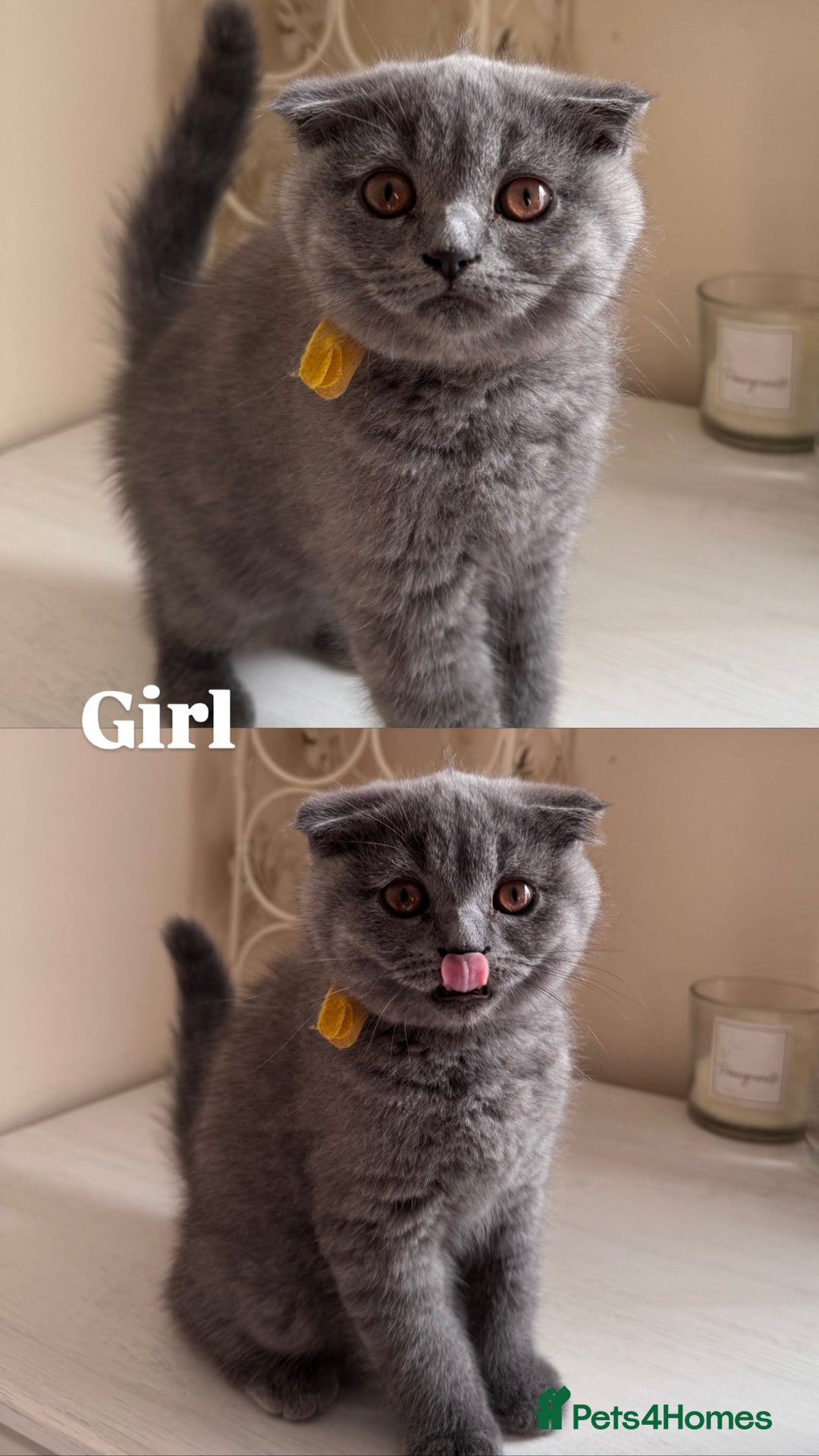 Scottish Fold cats for sale: Ready to GO Scottish fold kittens - Image 2