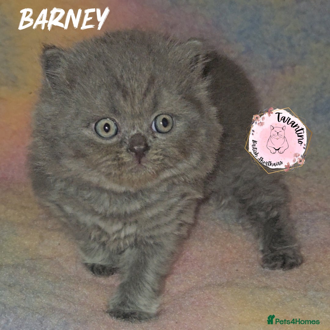 British Longhair cats for sale: GORGEOUS GCCF BRITISH LONGHAIR KITTEN  - Image 3