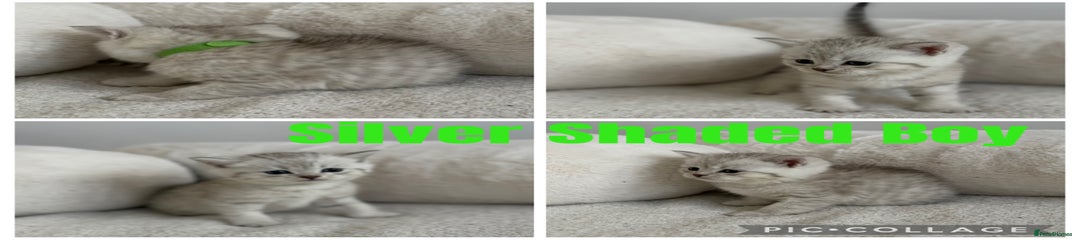 Silver shaded boy green collar