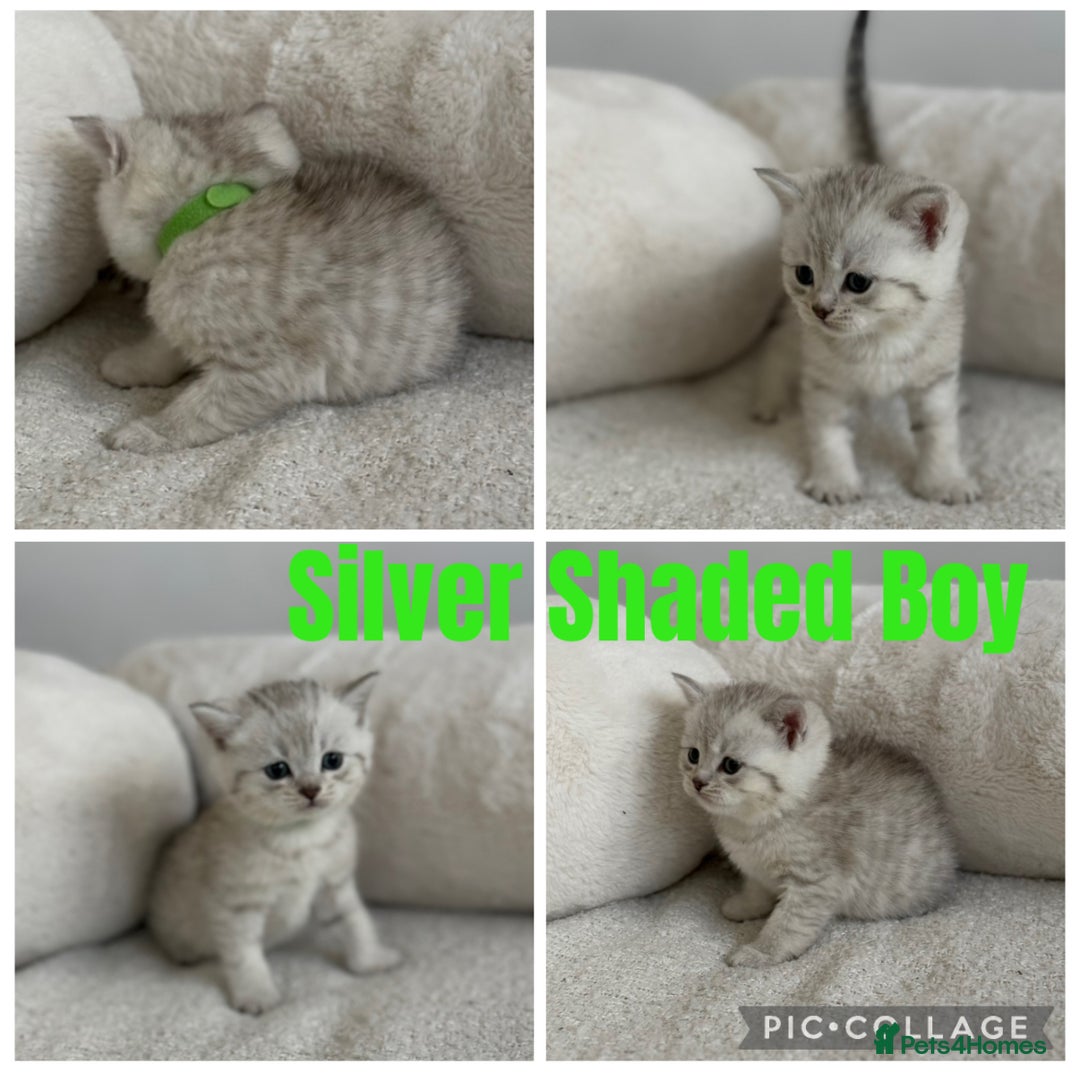 British Shorthair cats for sale: GCCF silver and golden shaded - Image 12