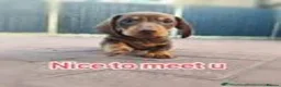 Miniature Dachshund dogs for sale: Last remaining kc registered mini dachshunds - Advert 12