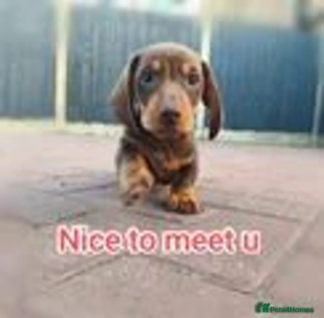 Miniature Dachshund dogs for sale: Last remaining kc registered mini dachshunds - Advert 12