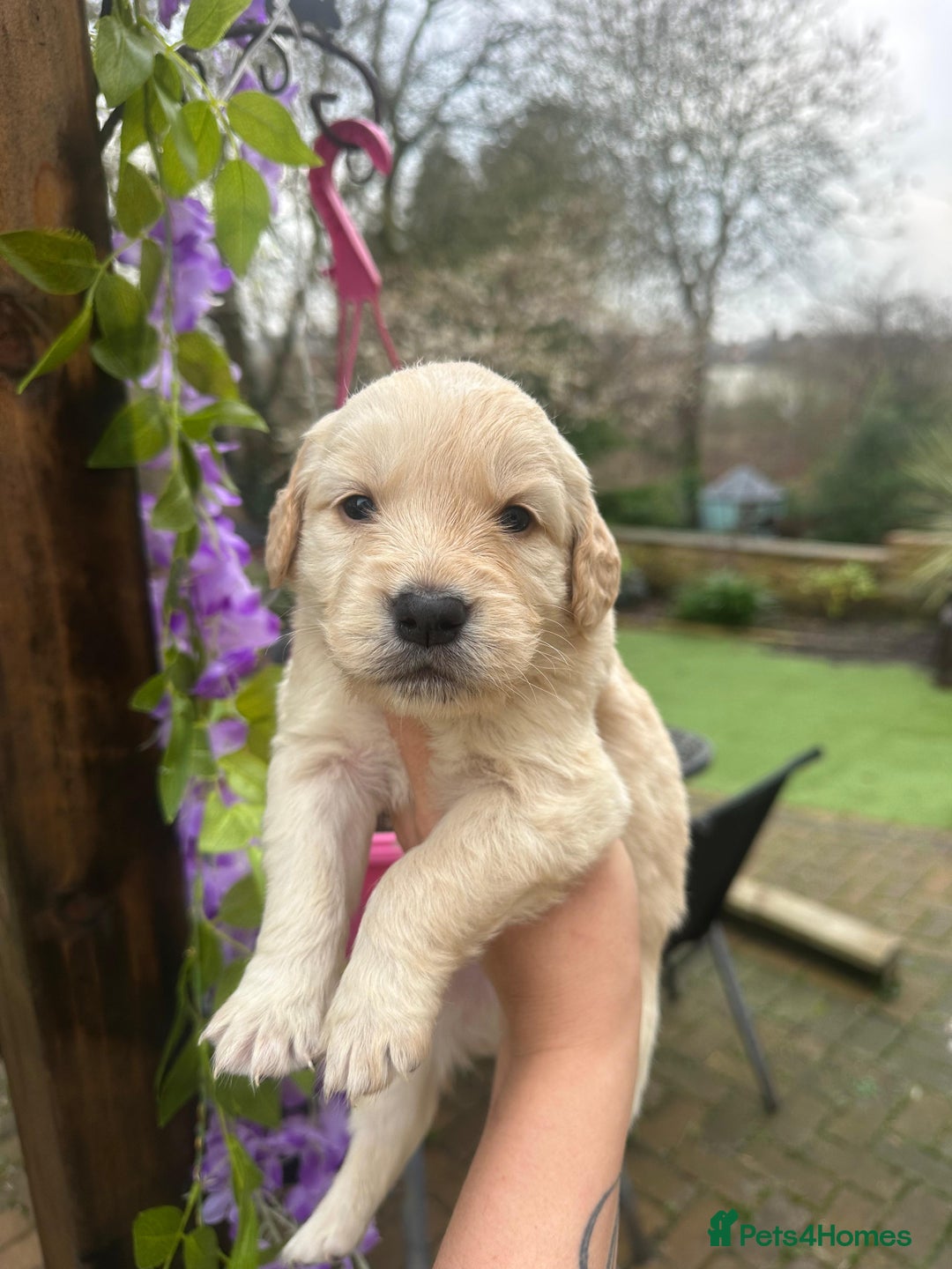 Golden Retriever dogs for sale: Beautiful English Cream Golden Retriever Puppy's  - Advert 2