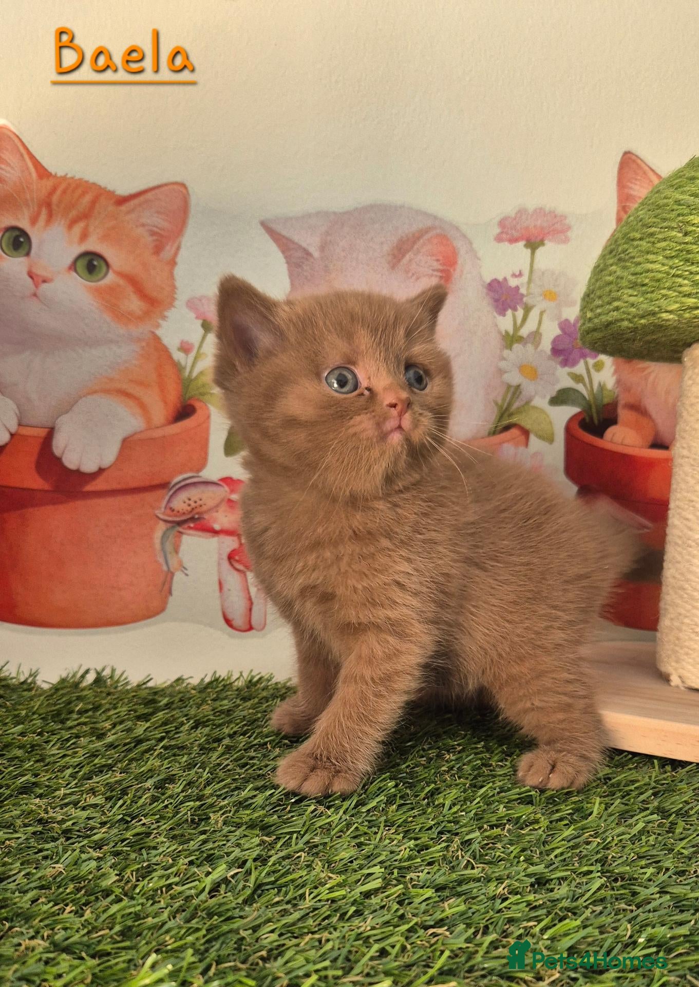 British Shorthair cats ** Beautiful TICA Registered kittens ** - Advert 10