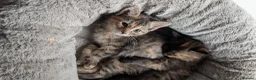 Mixed Breed cats for sale: Two female kittens looking for forever home 🥰 - Advert 3