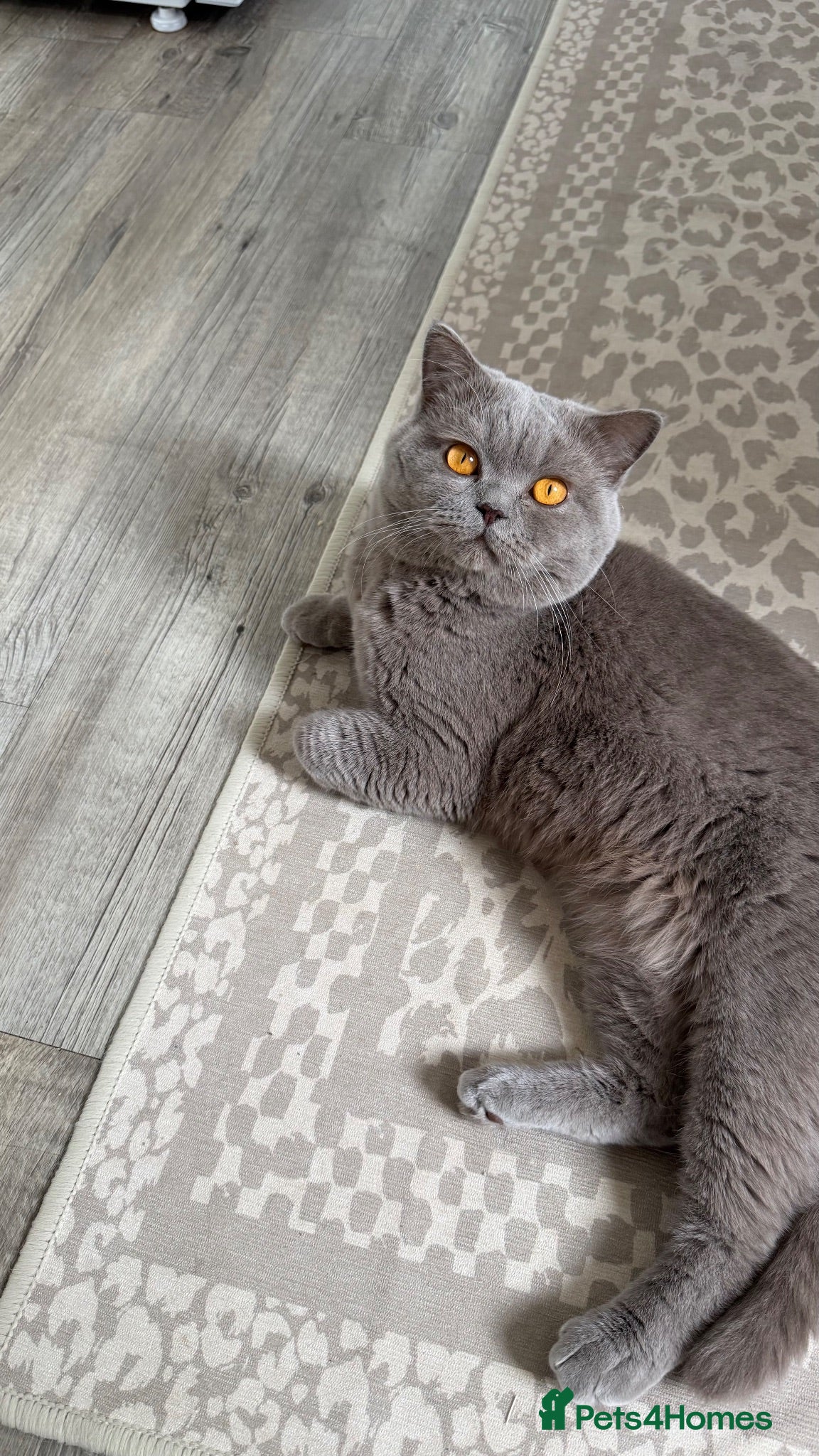 British Shorthair cats Beautiful chunky lilac boy 2 years old - Advert 2