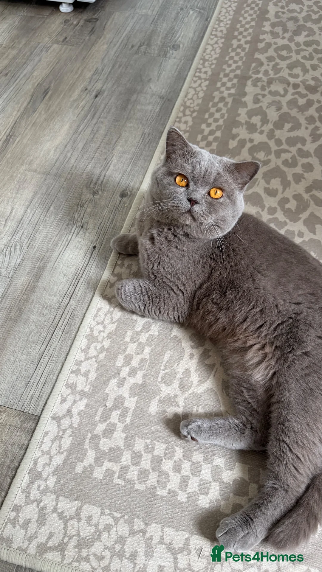 British Shorthair cats for sale: Beautiful chunky lilac boy 2 years old - Advert 1