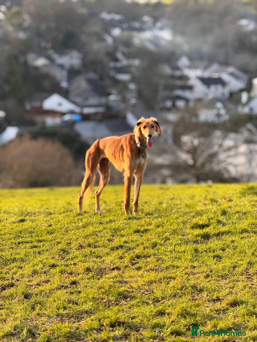 Mixed Breed dogs for sale: Saluki x whippet male  - Advert 4
