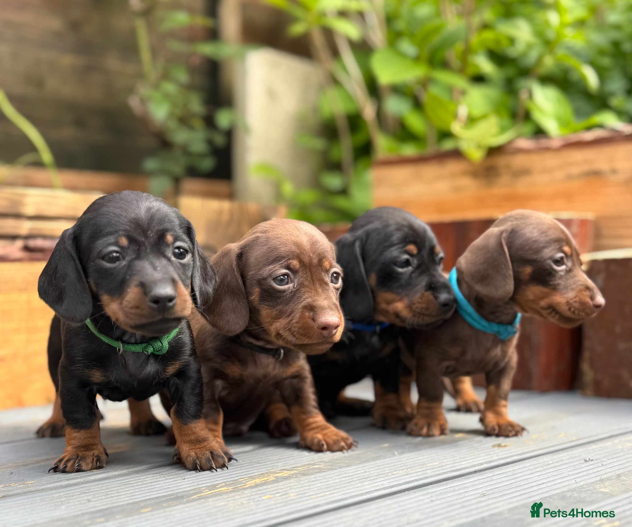 Miniature Dachshund dogs Beautiful chunky Miniature Dachshunds  - Advert 1