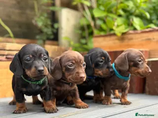 Miniature Dachshund dogs Beautiful chunky Miniature Dachshunds - Advert 1