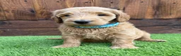 Double Doodle dogs for sale: Sunning littler of Australian Double Doodles  - Advert 21