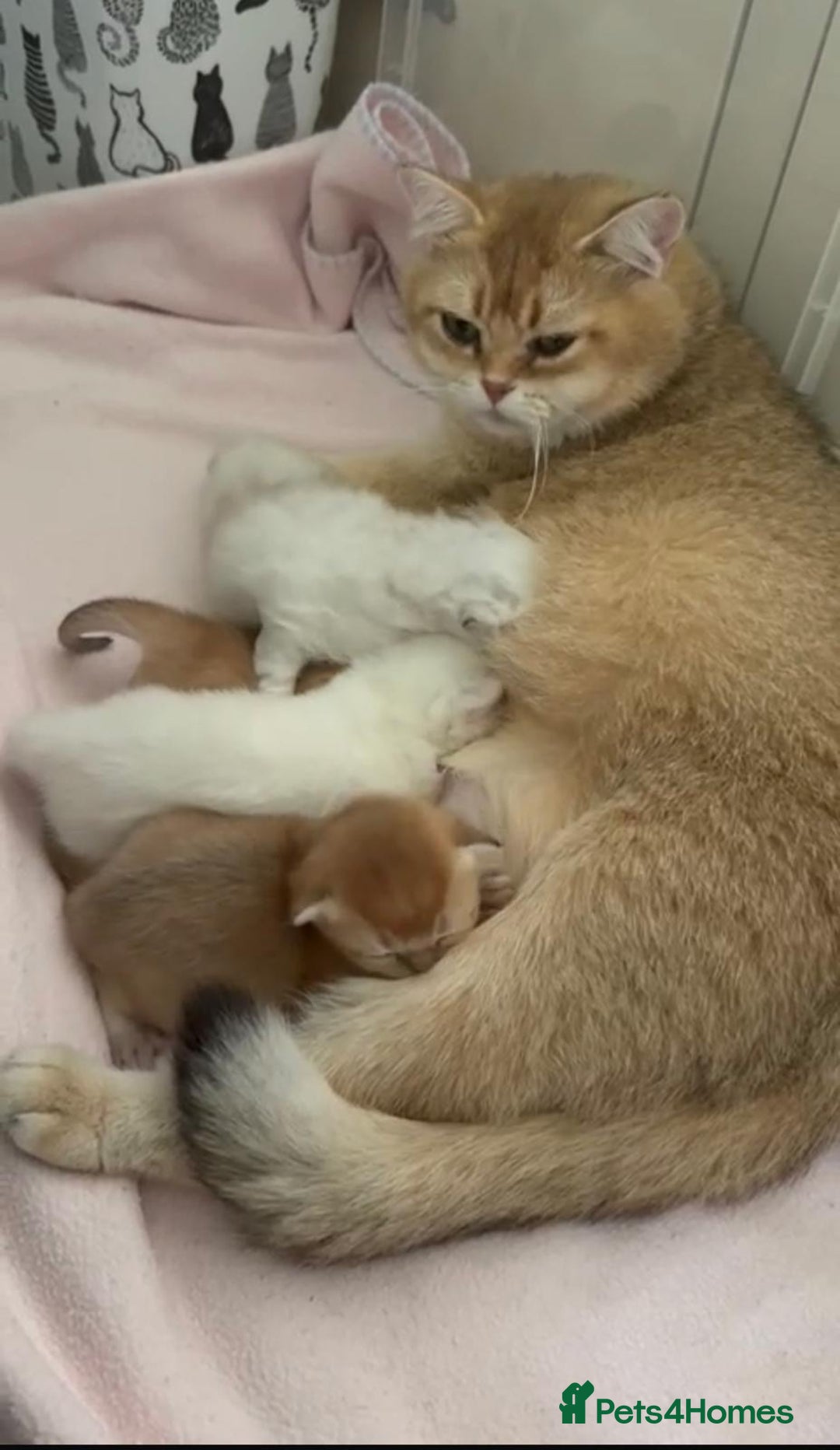 British Shorthair cats for sale: Two stunning sisters READY NOW - Image 19