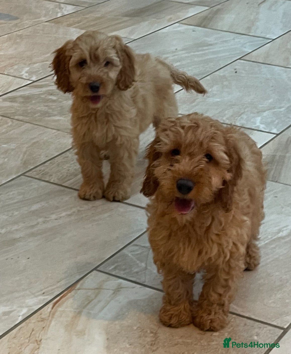 Cockapoo dogs Cockapoo F1 puppies  - Advert 2