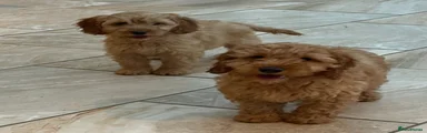 Cockapoo 3