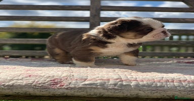 English Bulldog dogs - Advert 3