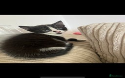 Domestic Shorthair cats for sale: Tuxedo male kitten - Image 3